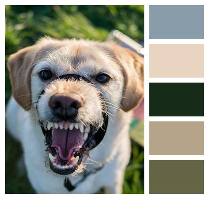 Dog Labradoodle Labrador Image