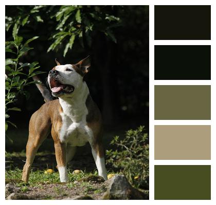 Canine Dog Pitbull Image
