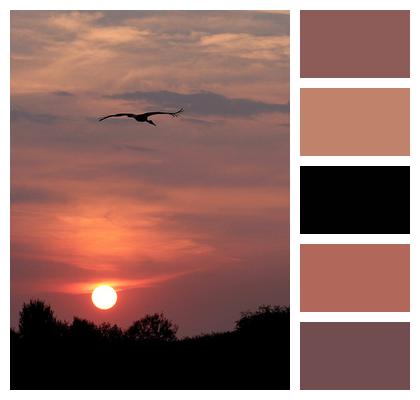 Sunset Sun Stork Image