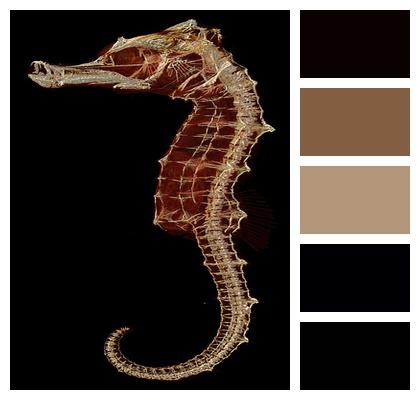 Skeleton Biology Seahorse Image