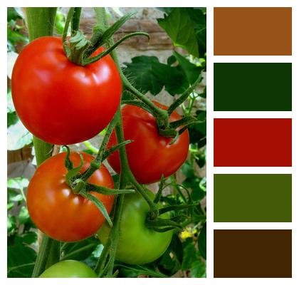 Vegetables Tomatoes Red Image