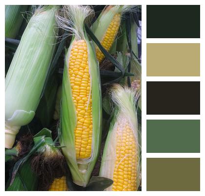 Corn Yellow Vegetable Image