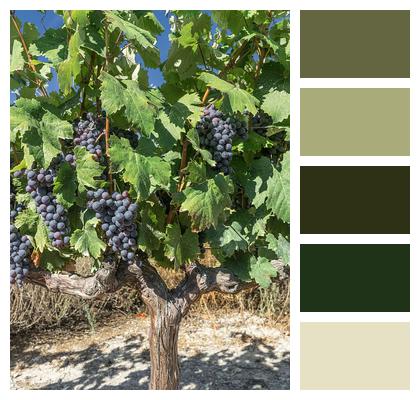 Vineyard Grapes Vine Image
