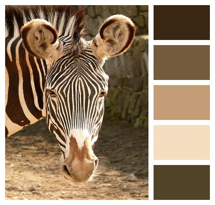 Zebra Stripes Animal Image