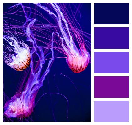 Glow Jellyfish Aquatic Image
