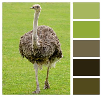 Emu Neck Ostrich Image
