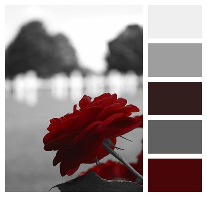 Red Rose Black Image