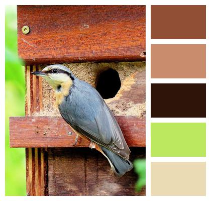 Nature Nuthatch Feeding Image