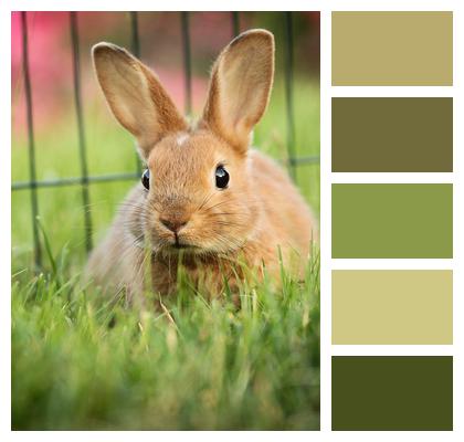 Green Animal Rabbit Image