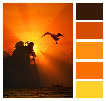 Bird Sunset Sea Image
