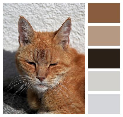 Animal Red Cat Image