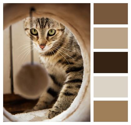 Animal Cat Home Image