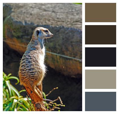 Meerkat Animal Zoo Image