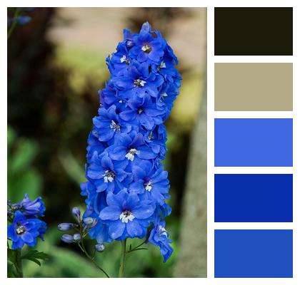 Delphinium Flowers Larkspur Image