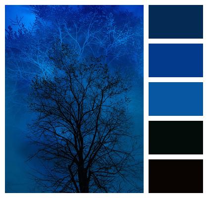 Tree Blue Black Image