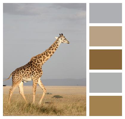 Giraffe Animal Mammal Image