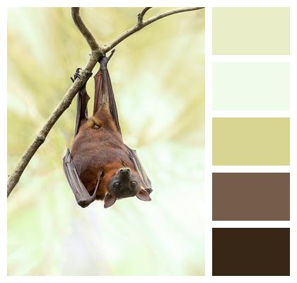 Australia Bat Wildlife Image