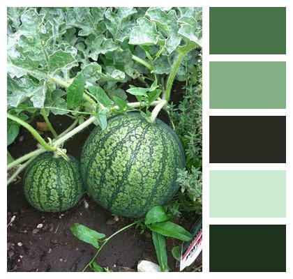 Garden Watermelon Fruits Image