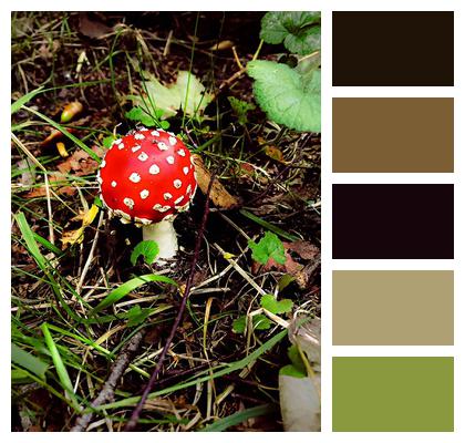Toadstool Mushrooms Forest Image