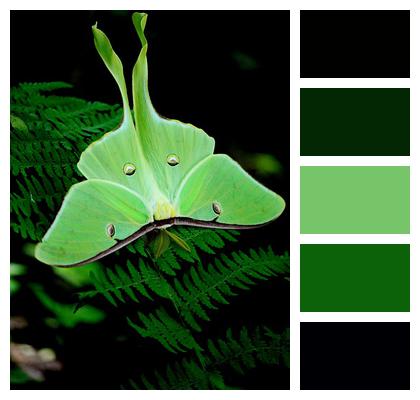 Nat Moth Green Image