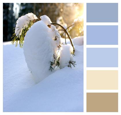 Snow Winter Pine Image