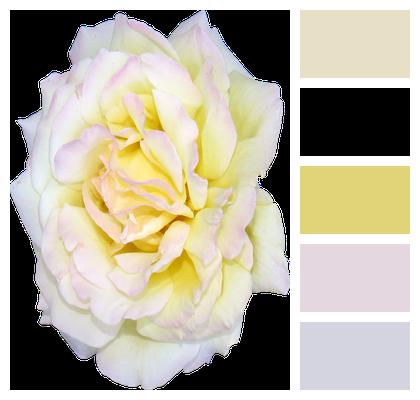 Flower Rose White Image