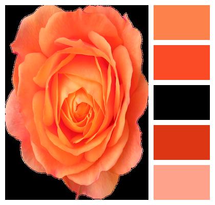 Orange Rose Flower Image