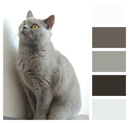 Grey Homemade Cat Image