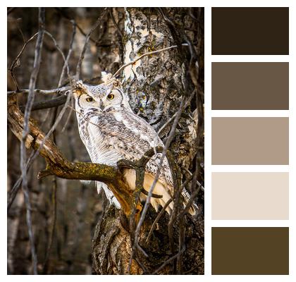 Wildlife Owl Nature Image