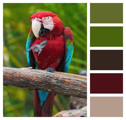 Bird Ornithology Parrot Image