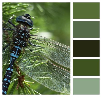 Black Dragonfly Blue Image