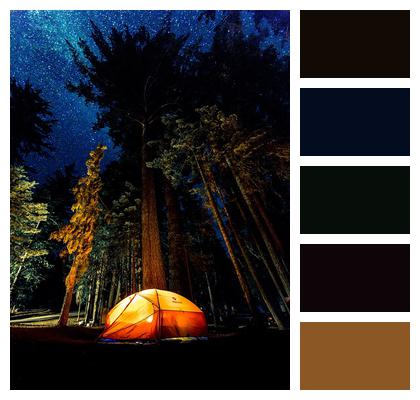 Forest Dark Camping Image