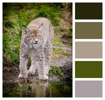 Lynx Animal Feline Image
