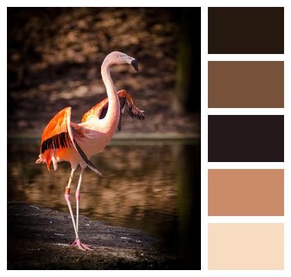 Bird Animal Flamingo Image