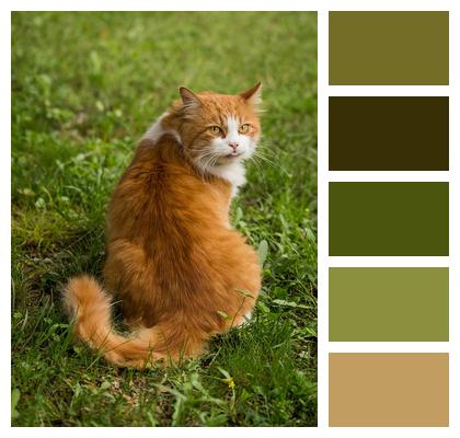 Animal Cat Feline Image