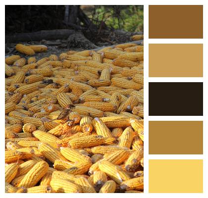 Corn Cob Yellow Image