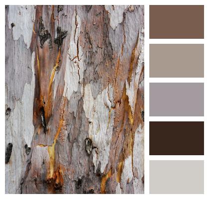 Woody Bark Tree Image