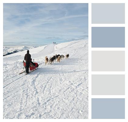 Nature Dog Sled Image