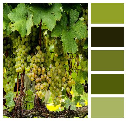 Vines Green Grapes Image