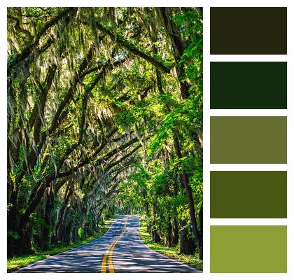 Florida Road Trees Image