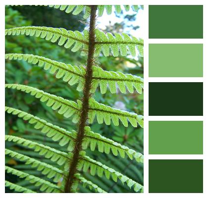 Green Ferns Leafy Image