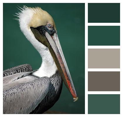 Avian Bird Pelican Image