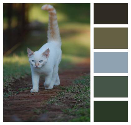 Walking Cat Pet Image