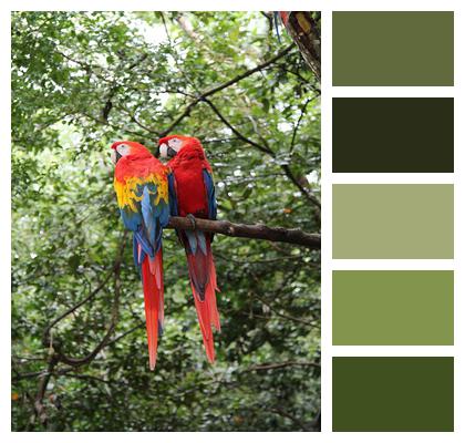 Birds Parrot Macaws Image