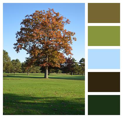 Autumn Landscape Tree Image