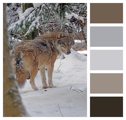 Eurasian Wolf Predator Image