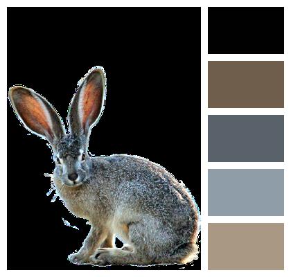 Nature Rabbit Isolated Image