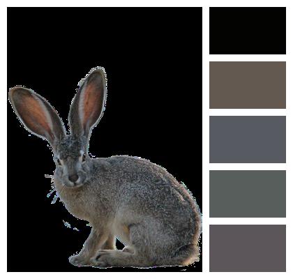 Isolated Green Rabbit Image