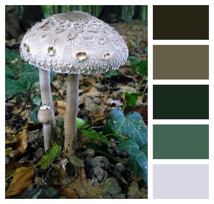 Mushrooms Gray Mushroom Image