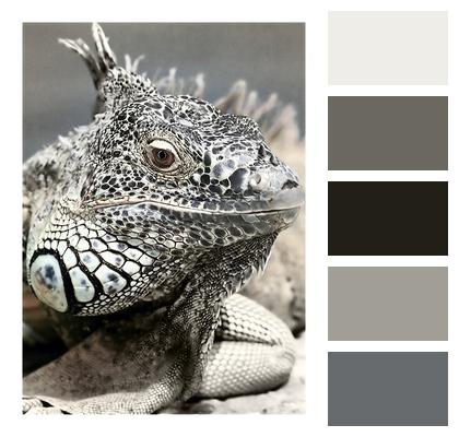 Wildlife Animal Iguana Image